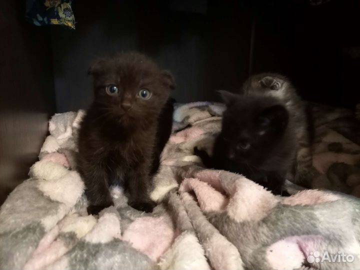 Котята