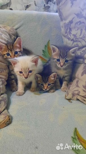 Котята в добрые руки