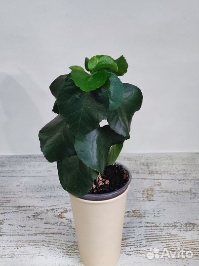 Гибискус сортовой Moorea Ocean Blue