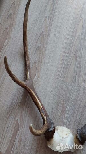 Рога оленя, косули, козла и череп