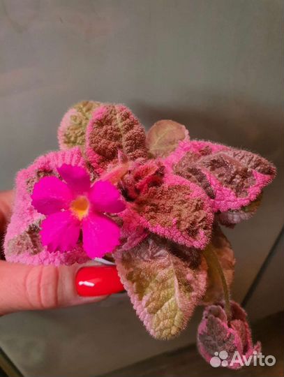 Эписция Акварельная Picasso Noid Pink var