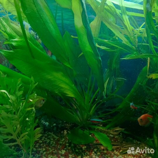 Криптокорина