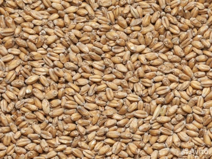 Солод Пшеничный пивоваренный (Курский солод), меш