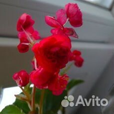 Комнатные растения цветы