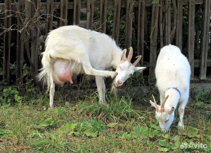 Продам молодую козу