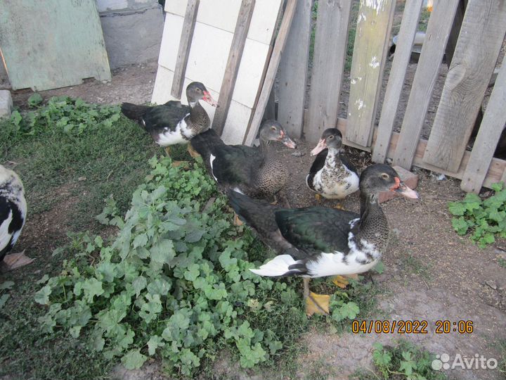 Индоутки продаю