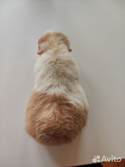 Продам морскую свинку