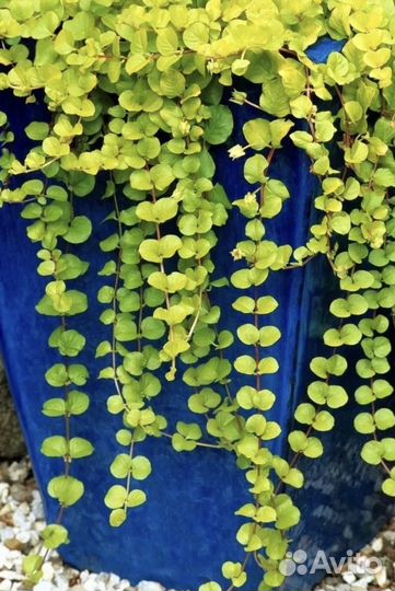 Вербейник монетчатый ауреа