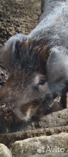 Хряк дюрок на племя