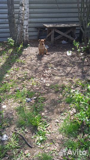 Найдена собака