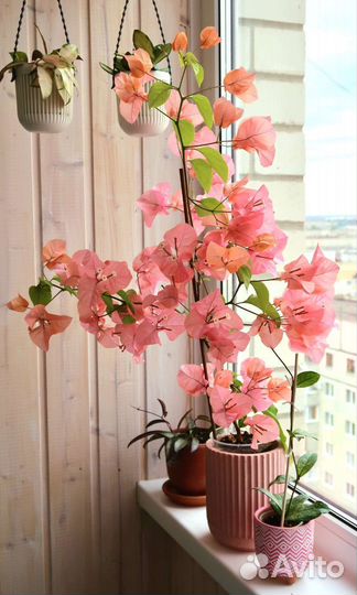 Bougainvillea Bois de rose