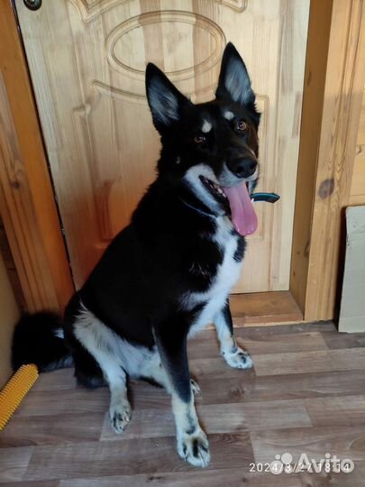 Собака в добрые руки