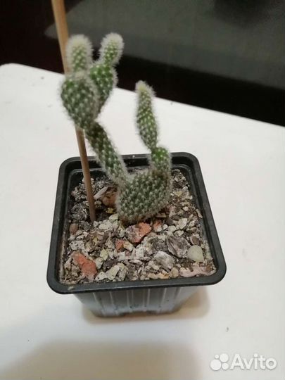 Алоэ, хавортия