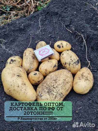 Картофель белый оптом от 20 тонн