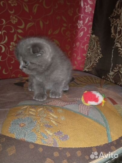 Шотландская вислоухая кошка бесплатно