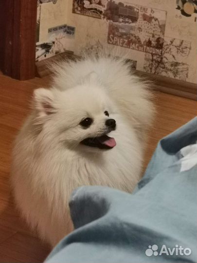 Ищем невесту