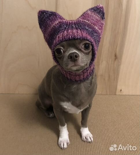 Шапочка для собаки