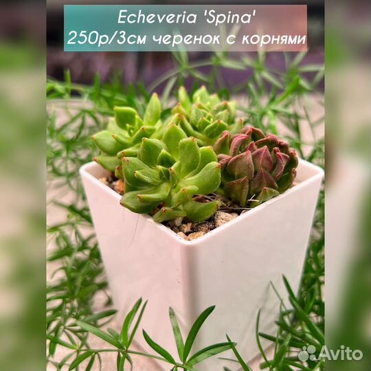 Корейские Редкие Суккуленты ч. 3