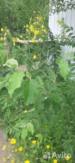 Шефедия (облепиха культурная)