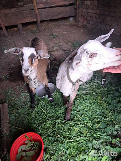 Нубийские козы