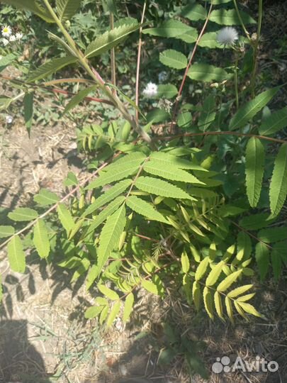 Сумах в продаже