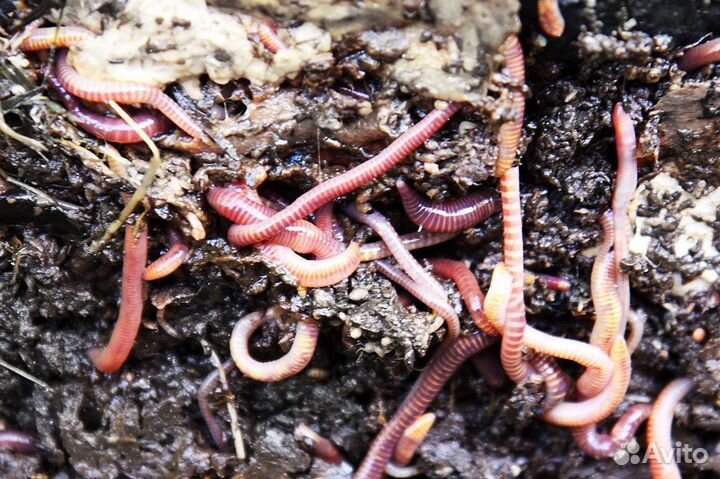 Черви калифорнийские
