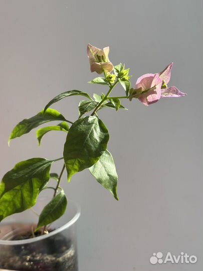 Bougainvillea Glabra (Бугенвиллия)