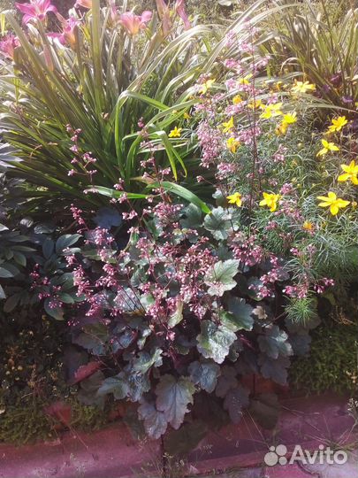 Цветы многолетние