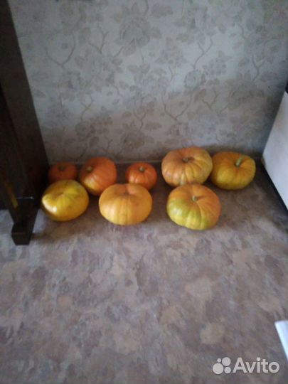 Продам кабачки и тыквы