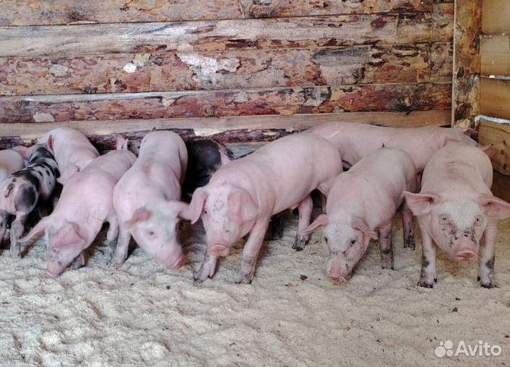 Поросята