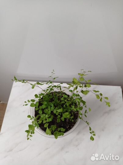 Папоротник венерин волос