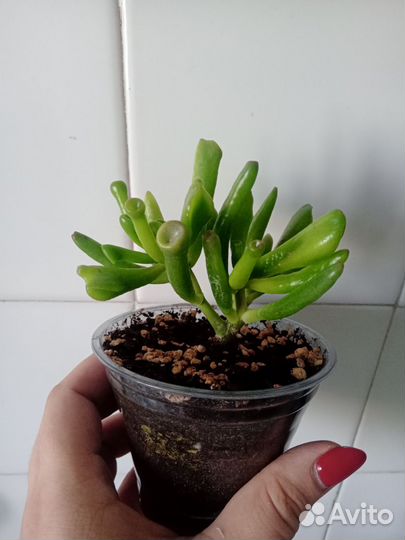 Комнатные растения Сингониум, Монстера