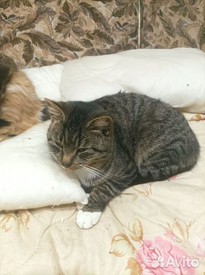 Помогите найти дом