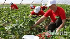 Разнорабочий в теплицу вахта