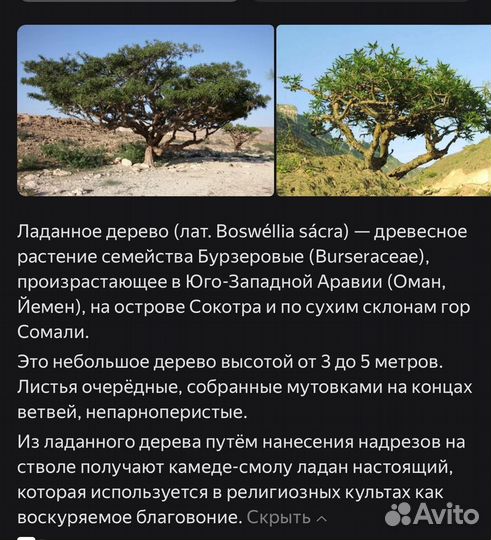 Эфирное масло ладан янг ливинг