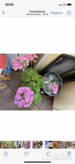 Герань розебудная