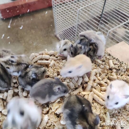 Джунгарский хомяк и сирийские хомяки