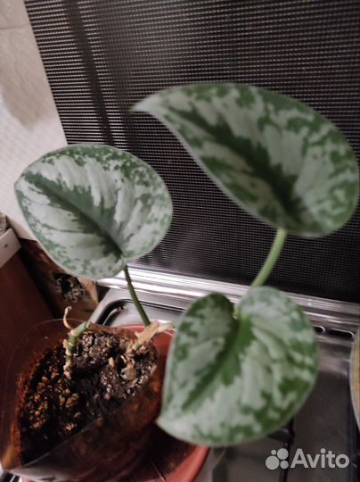 Сциндапсус два вида, спатифиллум