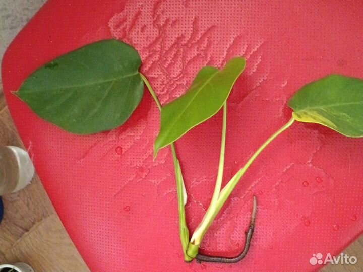 Монстера Yellow splash