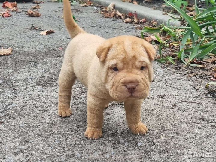 Щенки шарпей