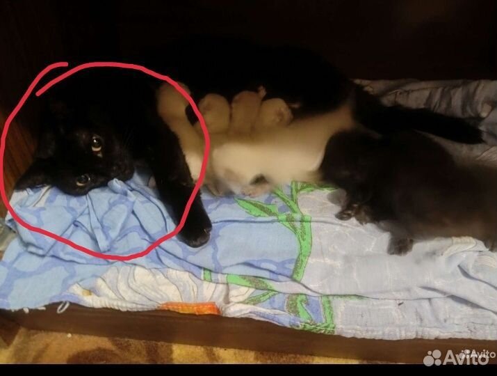 Кошка