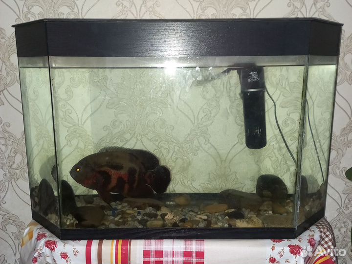 Аквариум