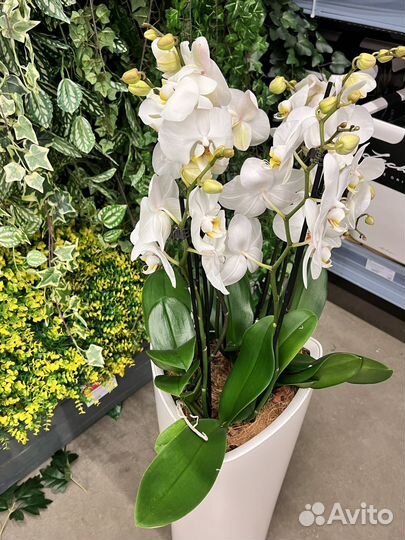 Орхидея фаленопсис в кашпо lechuza H 100