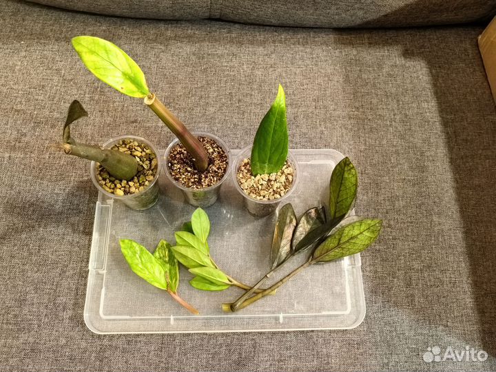 Замиокулькас вариегатный набор