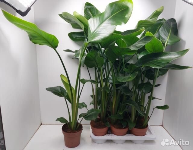 Стрелиция Николая (Nikolai)