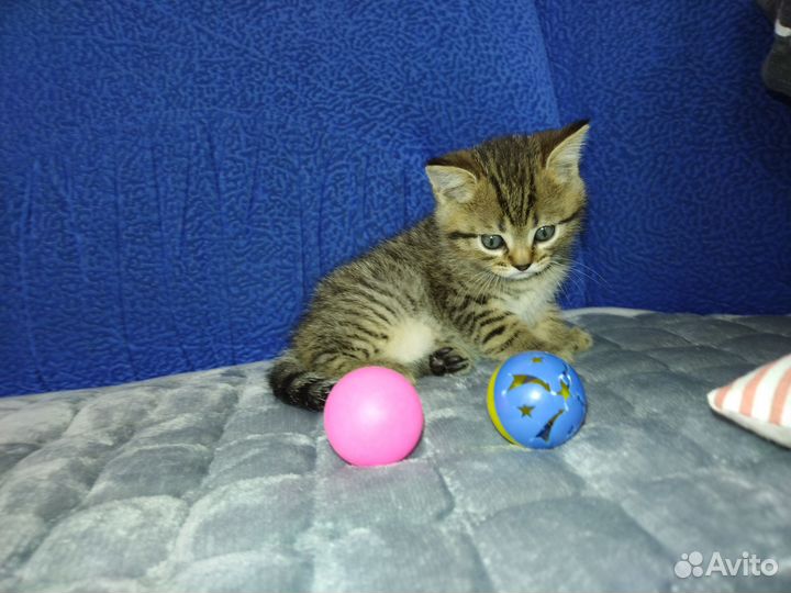 Котята от Шотландской кошки