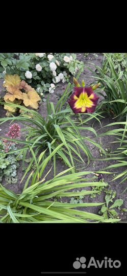 Лилейники сортовые