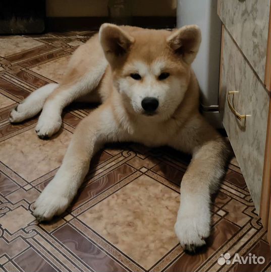 Кинолог дрессировка собак