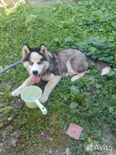 Сибирский хаски