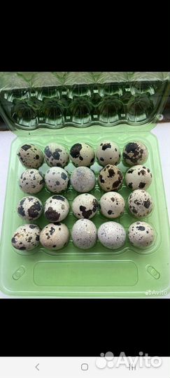 Яйца перепелиные